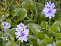 Water Hyacinths 0559